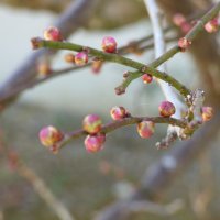 1月22日（金）　冬来りなば春遠からじ