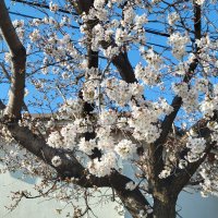 桜が咲きました
