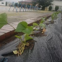 元気に育て　さつまいも