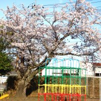 ４月10日（水）　満開の桜