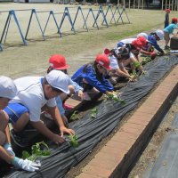 さつまいもの苗植え　１・２年生