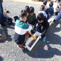 2/7(金)ヤマザクラの種まき