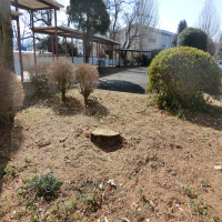 ２月17日（月）樹木の手入れをしていただきました。