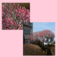 【春の訪れ】