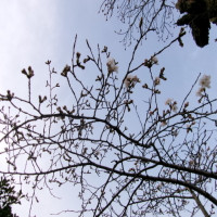 ３／２７（木）桜開花