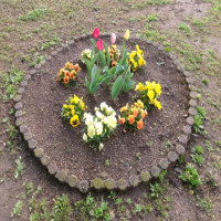 ４／１１（金）チューリップ「どの花見てもきれいだな♪」