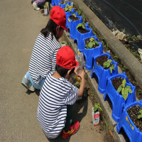 アサガオ（１年生）
