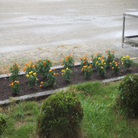 ７月１４日（月）雨に潤う花壇